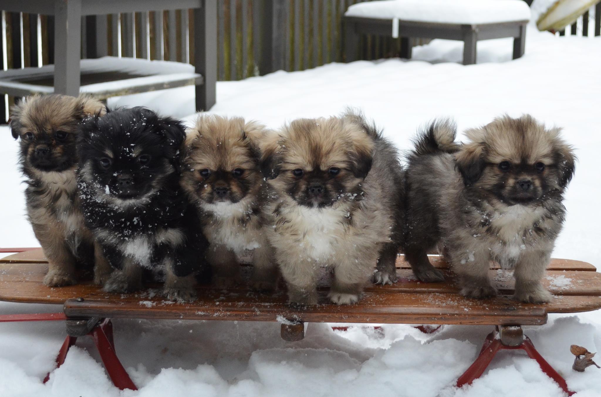 tibetan spaniel for sale